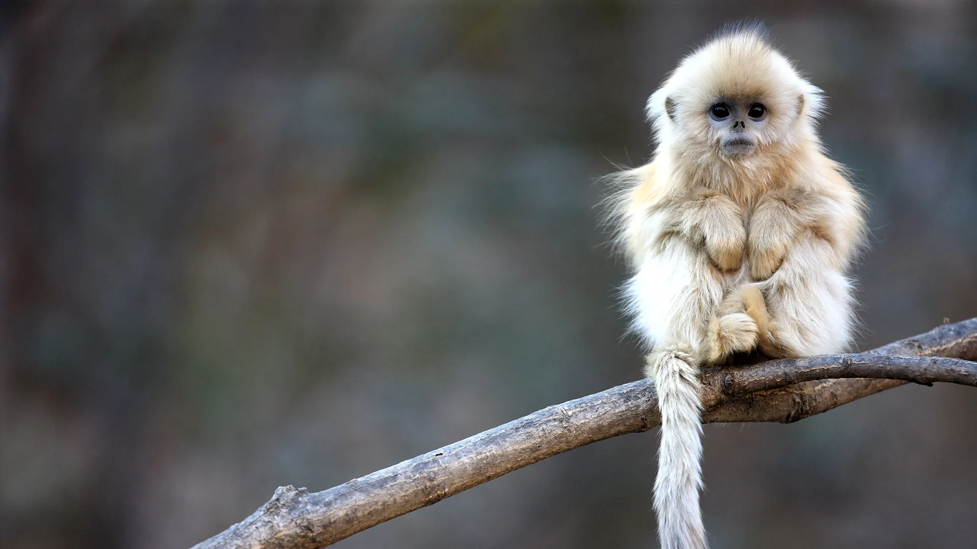 拜年啦~ 猴年大吉